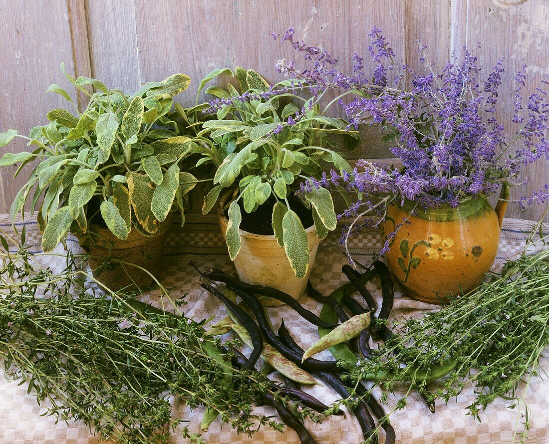 Still life with herbs and beans