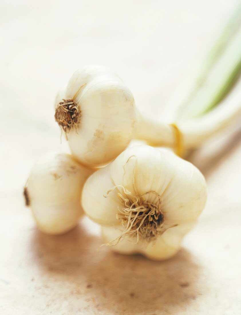 Garlic bulbs