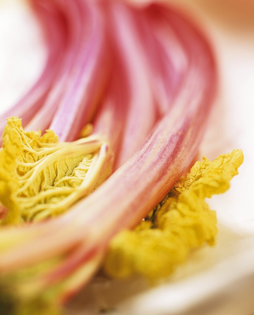 Rhubarb