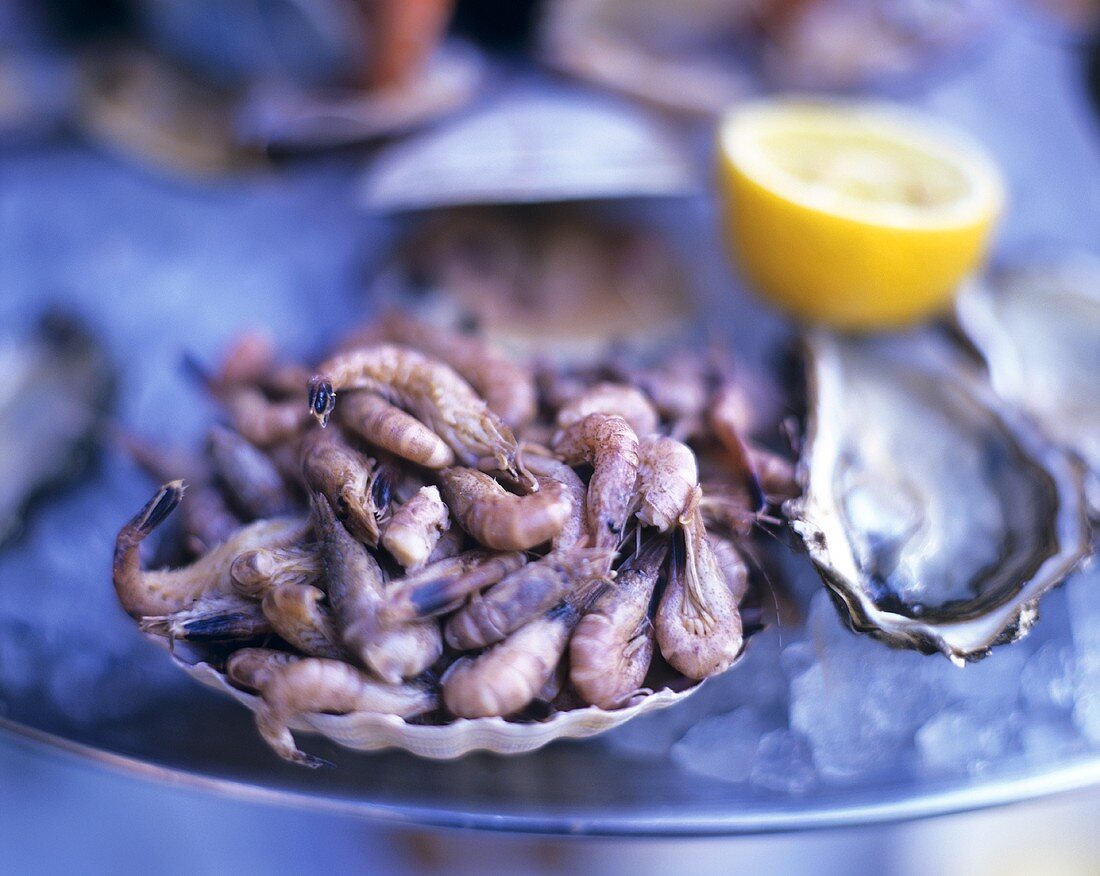 Still life with shrimps and oysters