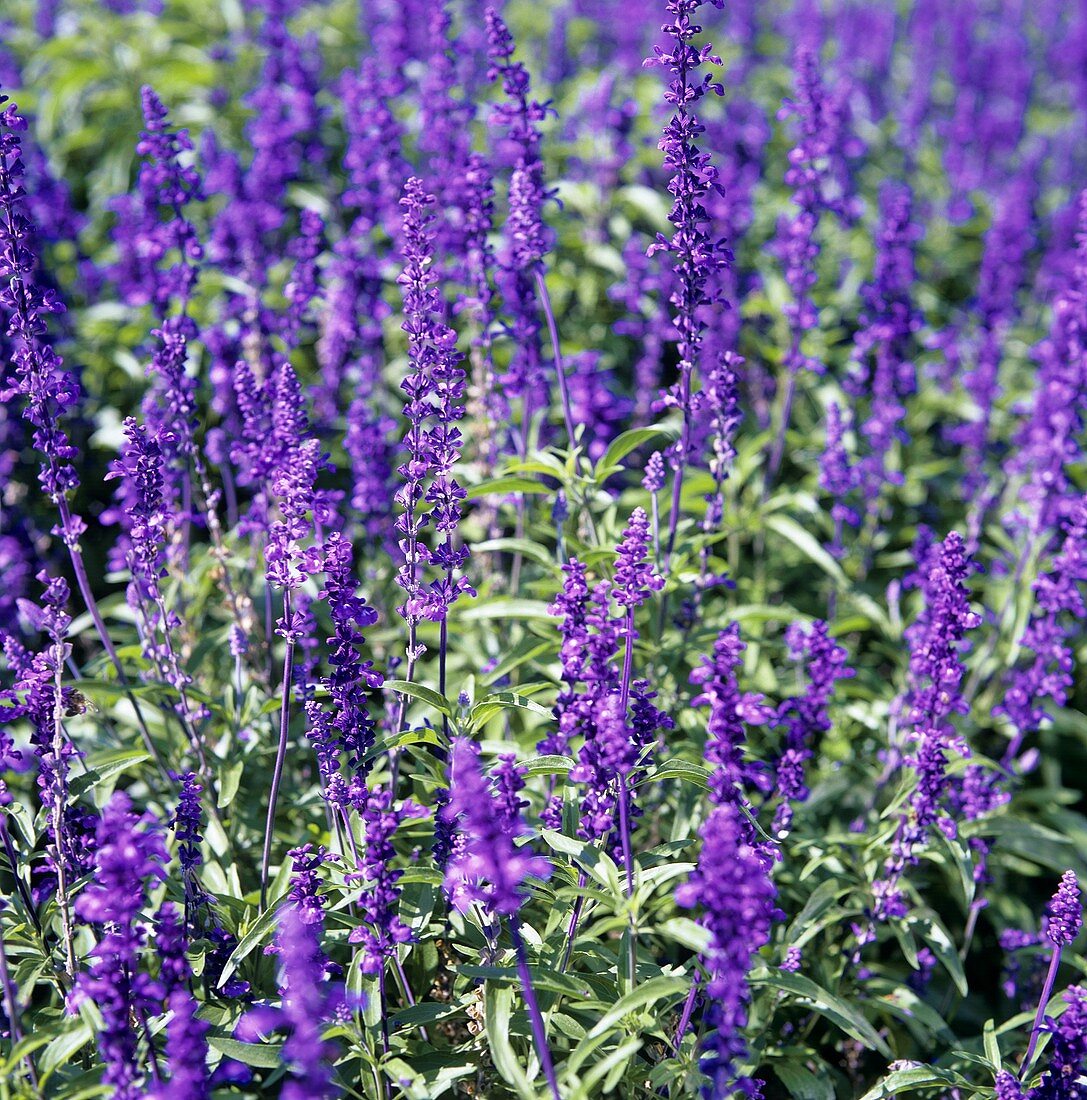 Flowering sage in the open air