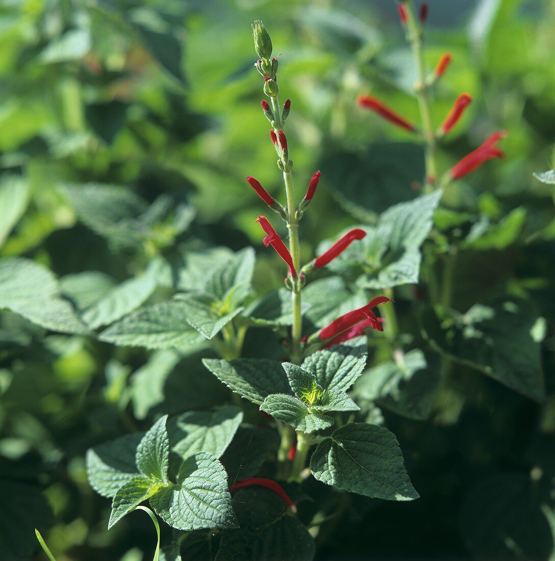 Pineapple sage with flowers