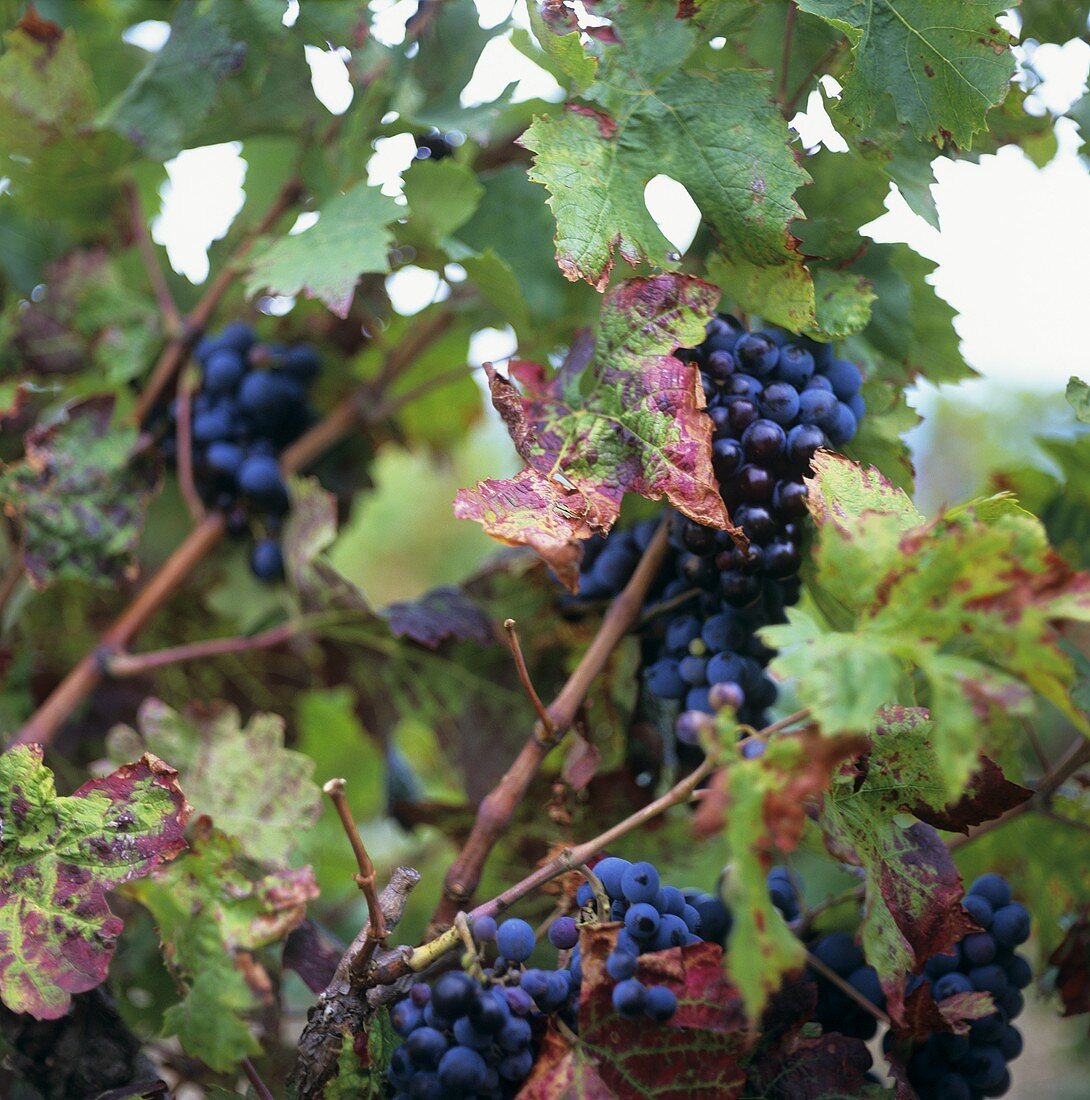 Black grapes on the vine