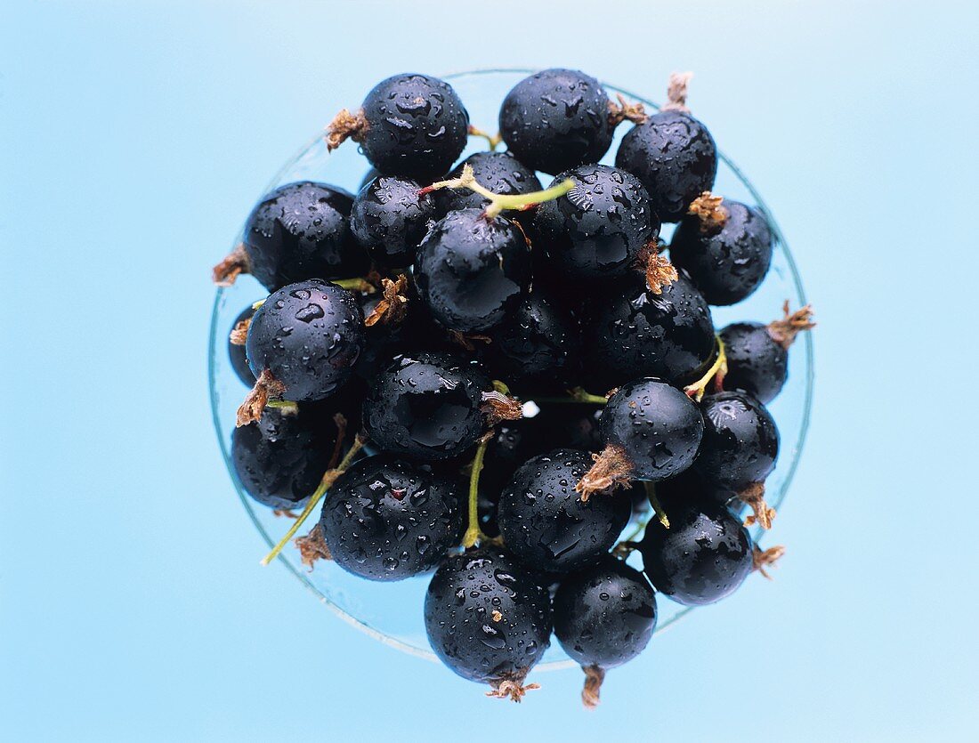 Blackcurrants with drops of water in a bowl