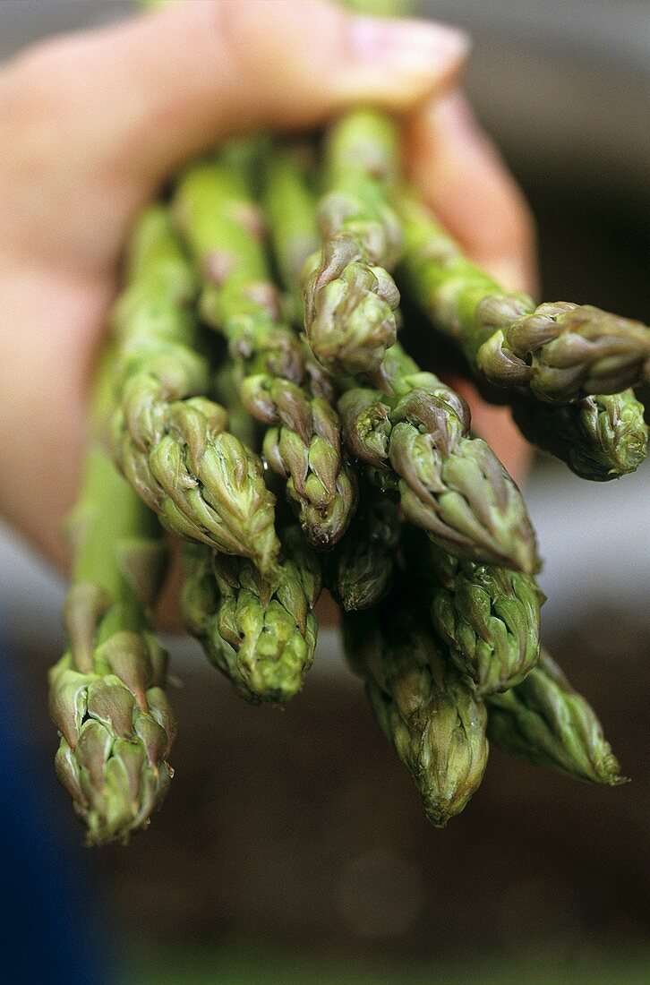 Hand holding green asparagus spears
