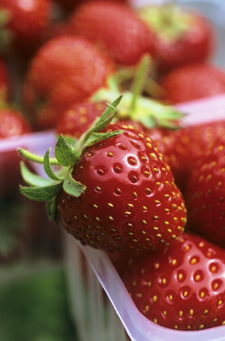 Frische Erdbeeren in Plastikkörbchen
