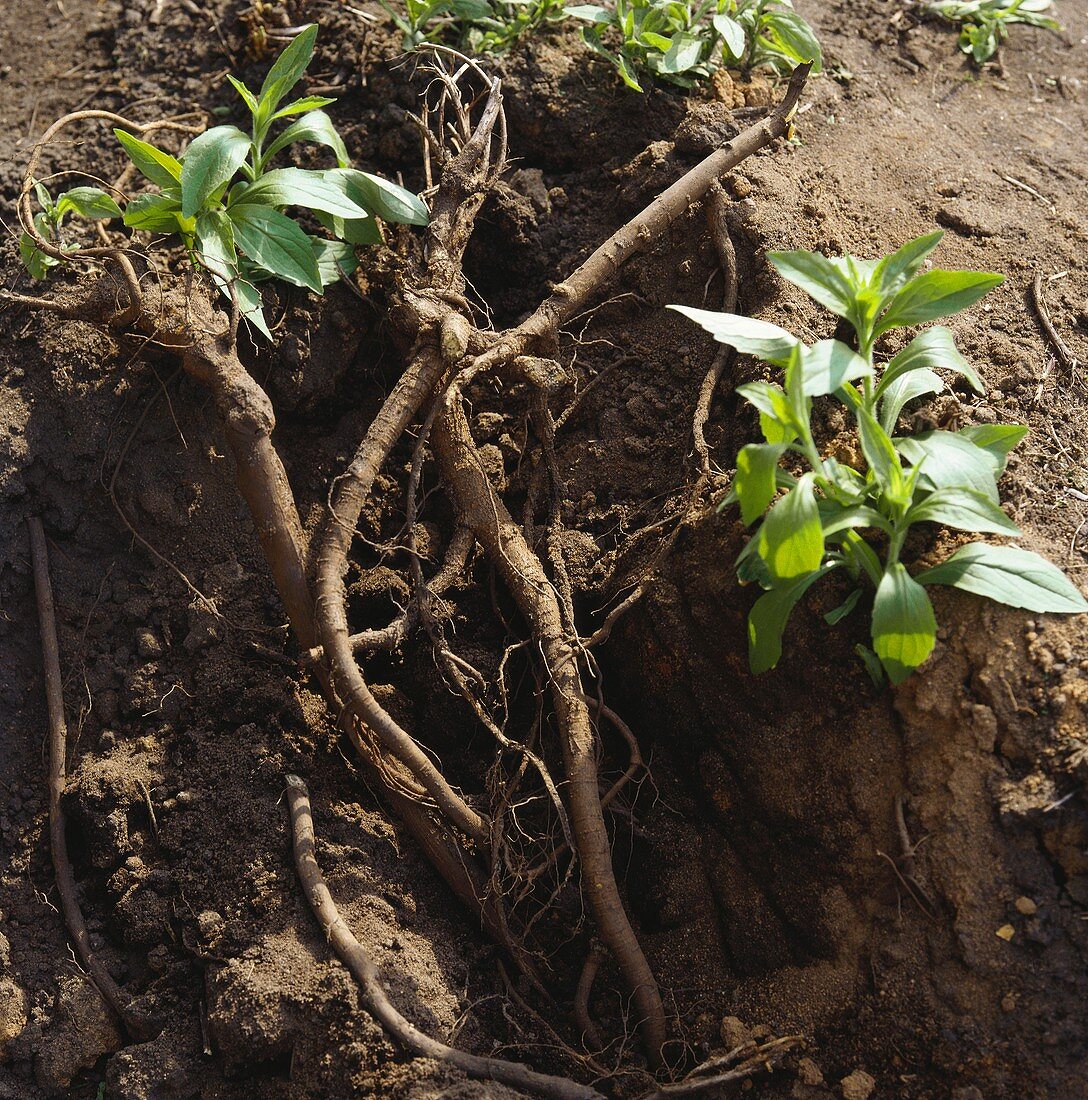 Liquorice root in soil