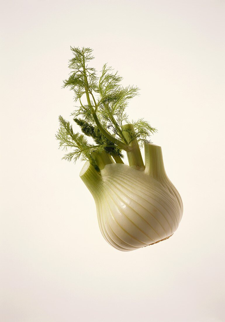 A fennel bulb
