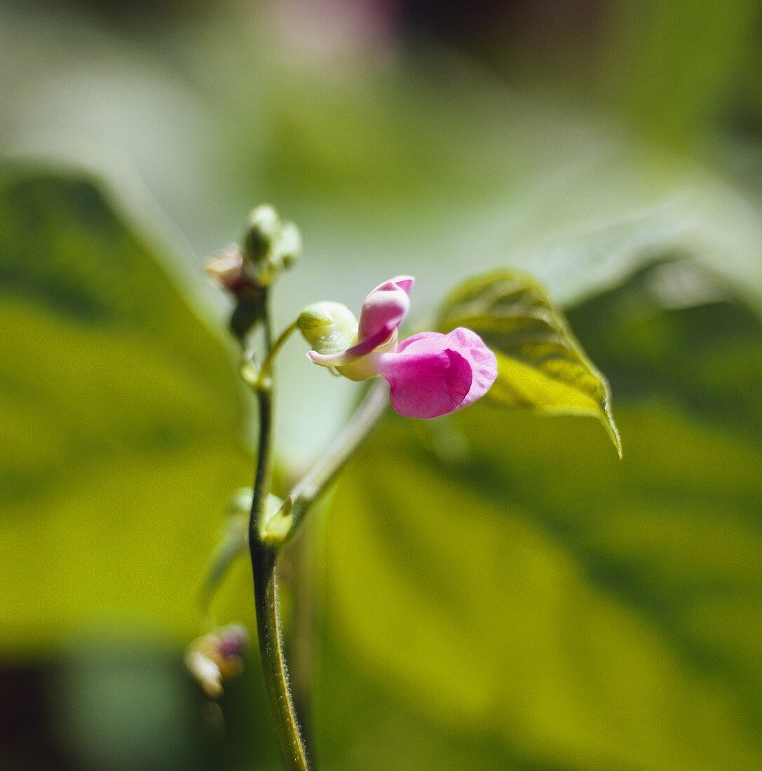 Bohnenblüte (Buschbohne, Sorte: Delinel)