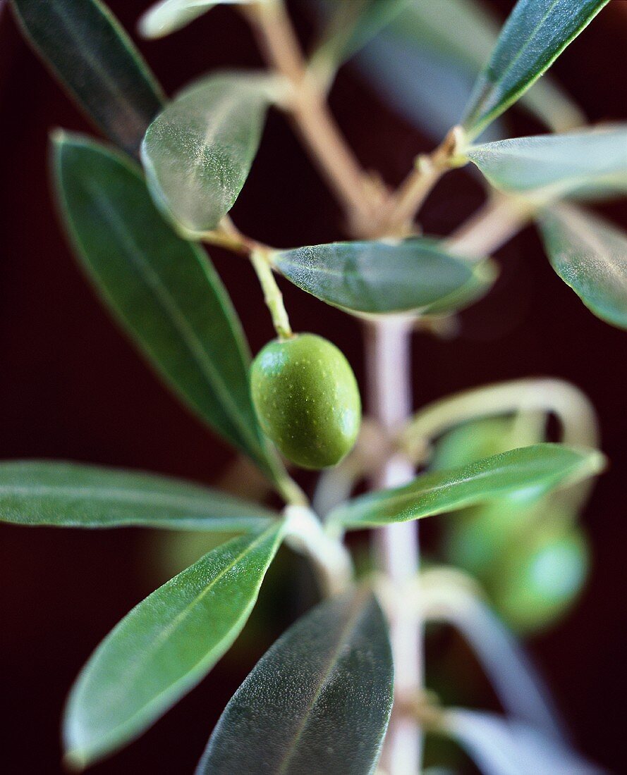 Green olive on the branch