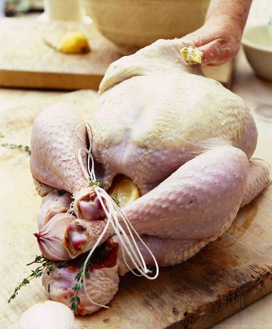 A chicken being stuffed