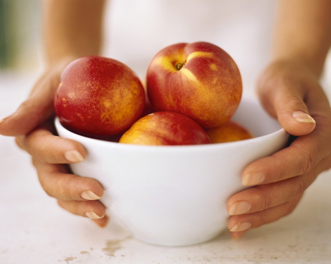 Hands holding bowl of nectarines