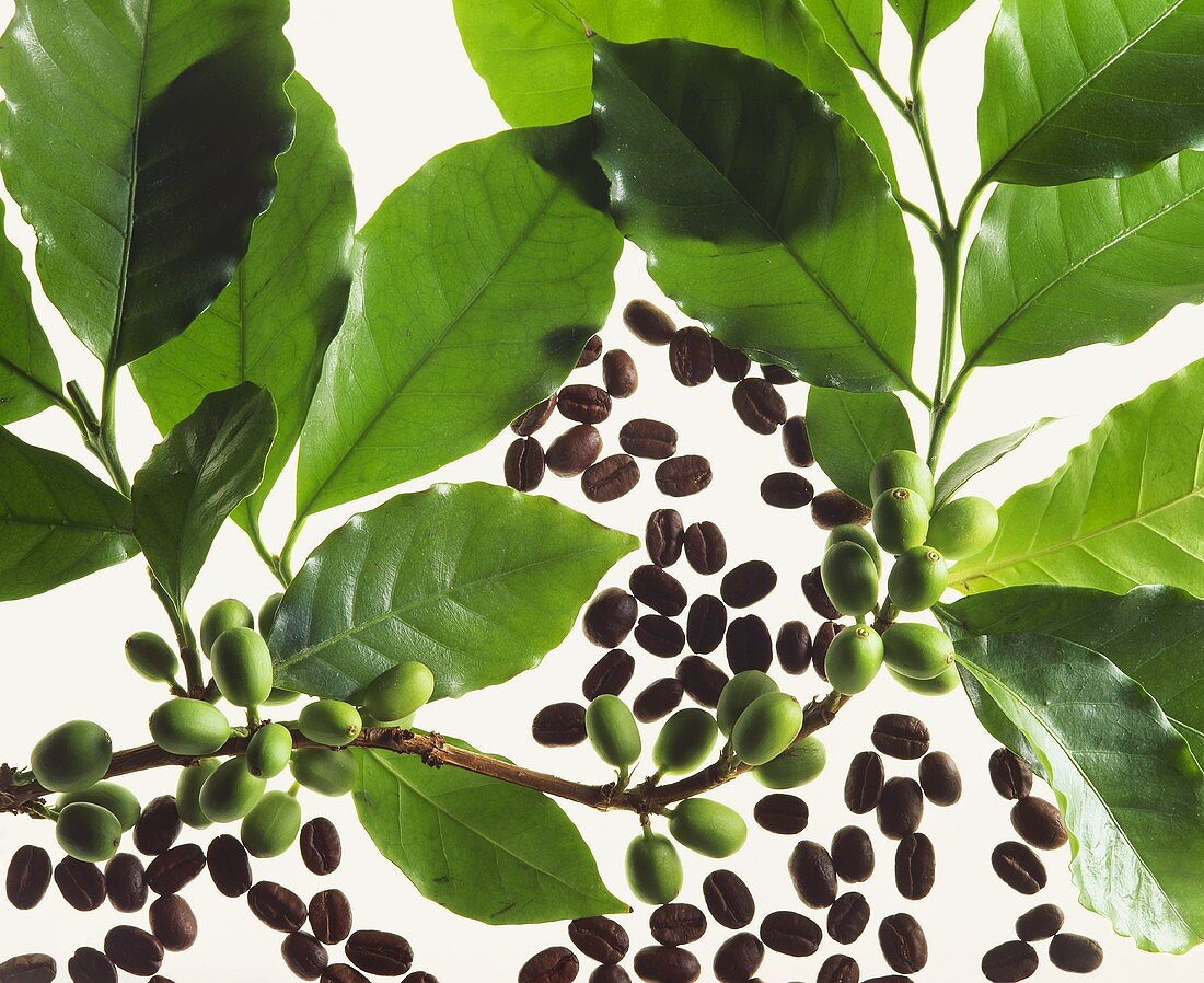 Zweig einer Kaffeepflanze und geröstete Kaffeebohnen