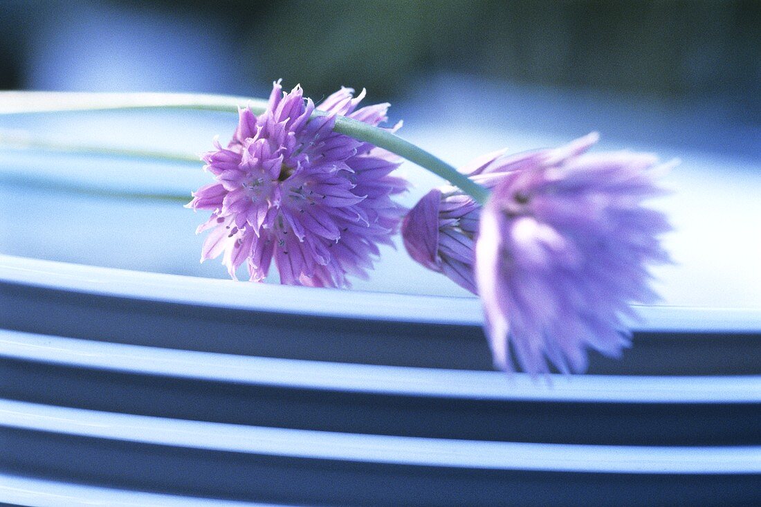 Chive flowers on a pile of plates
