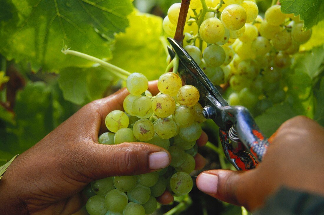 Cutting white wine grapes off the vine