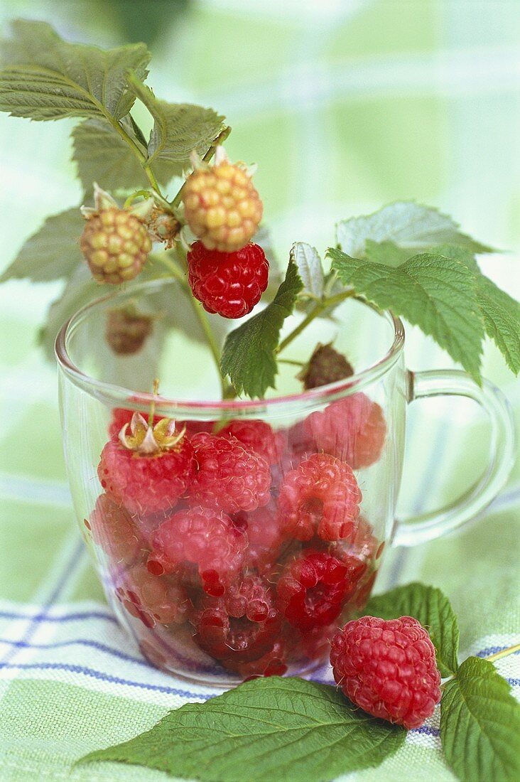 Raspberries in a cup