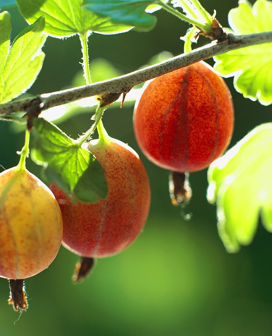 Gooseberries on the bush