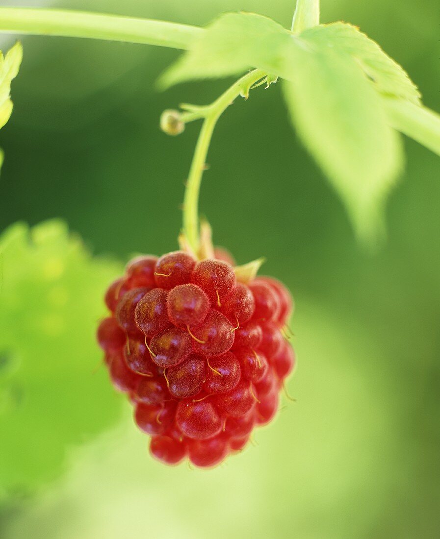 A raspberry on the bush