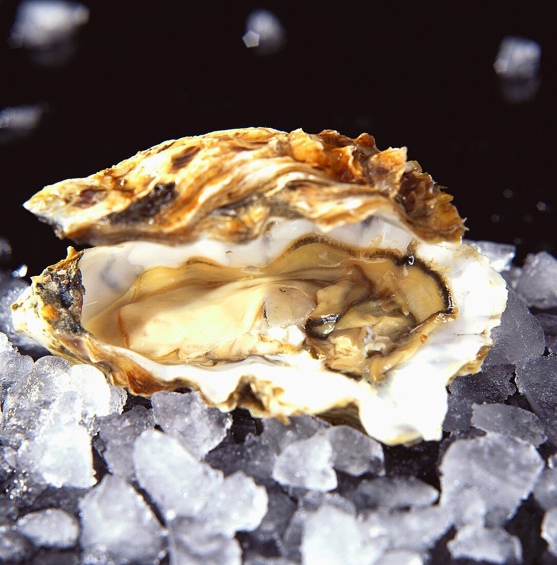 A fresh oyster on ice