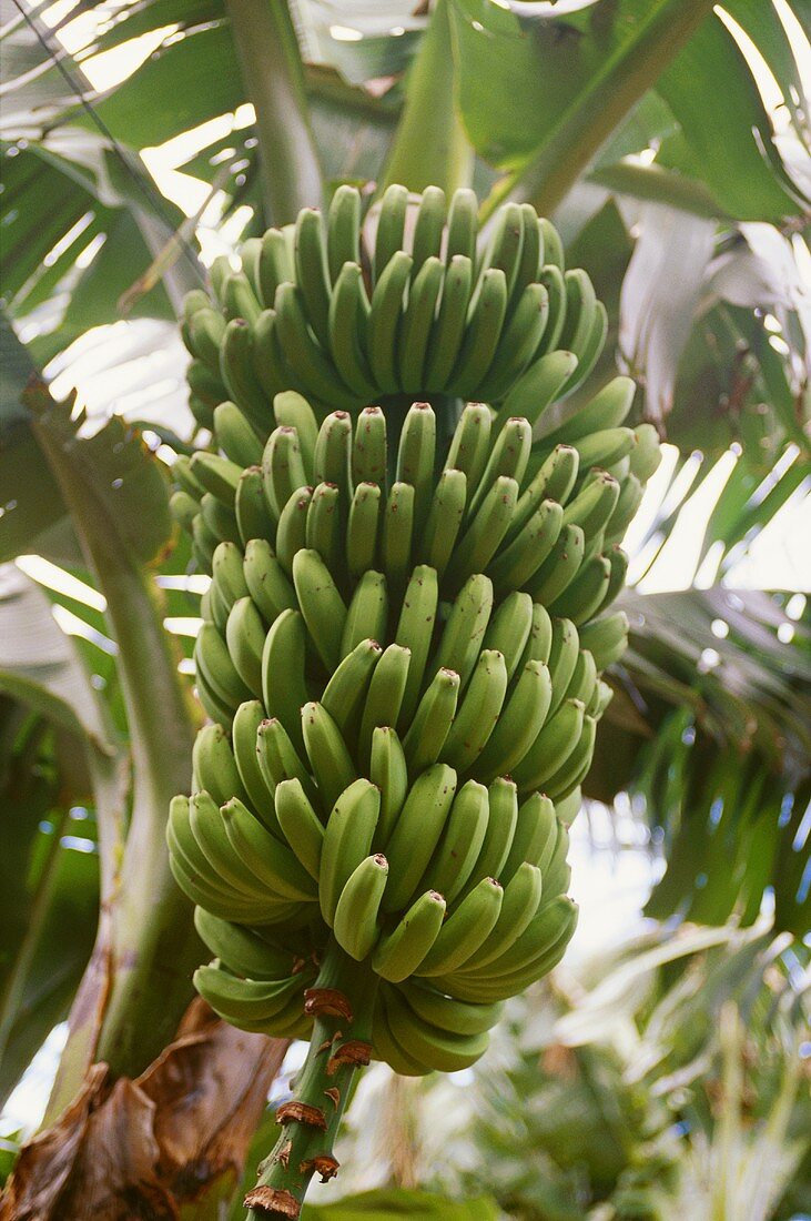 Eine Bananenstaude am Baum