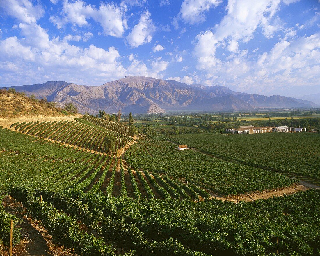 Errazuriz-Panquehue wine region, Aconcagua Valley, Chile