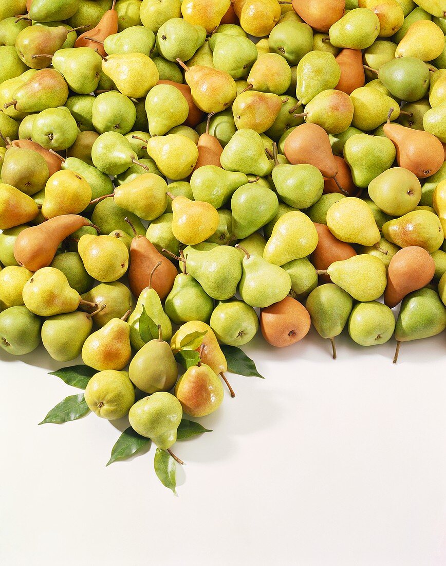 Lots of fresh pears with leaves