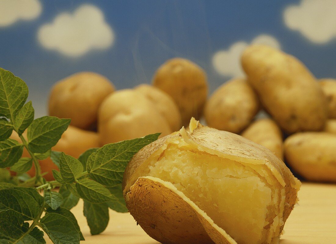 Gekochte Kartoffel vor frischen Kartoffeln im Hintergrund