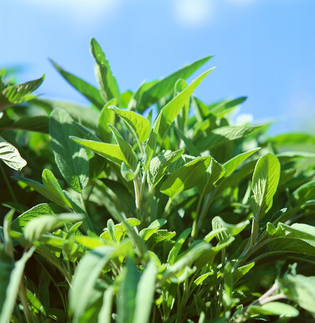 Fresh sage against blue sky