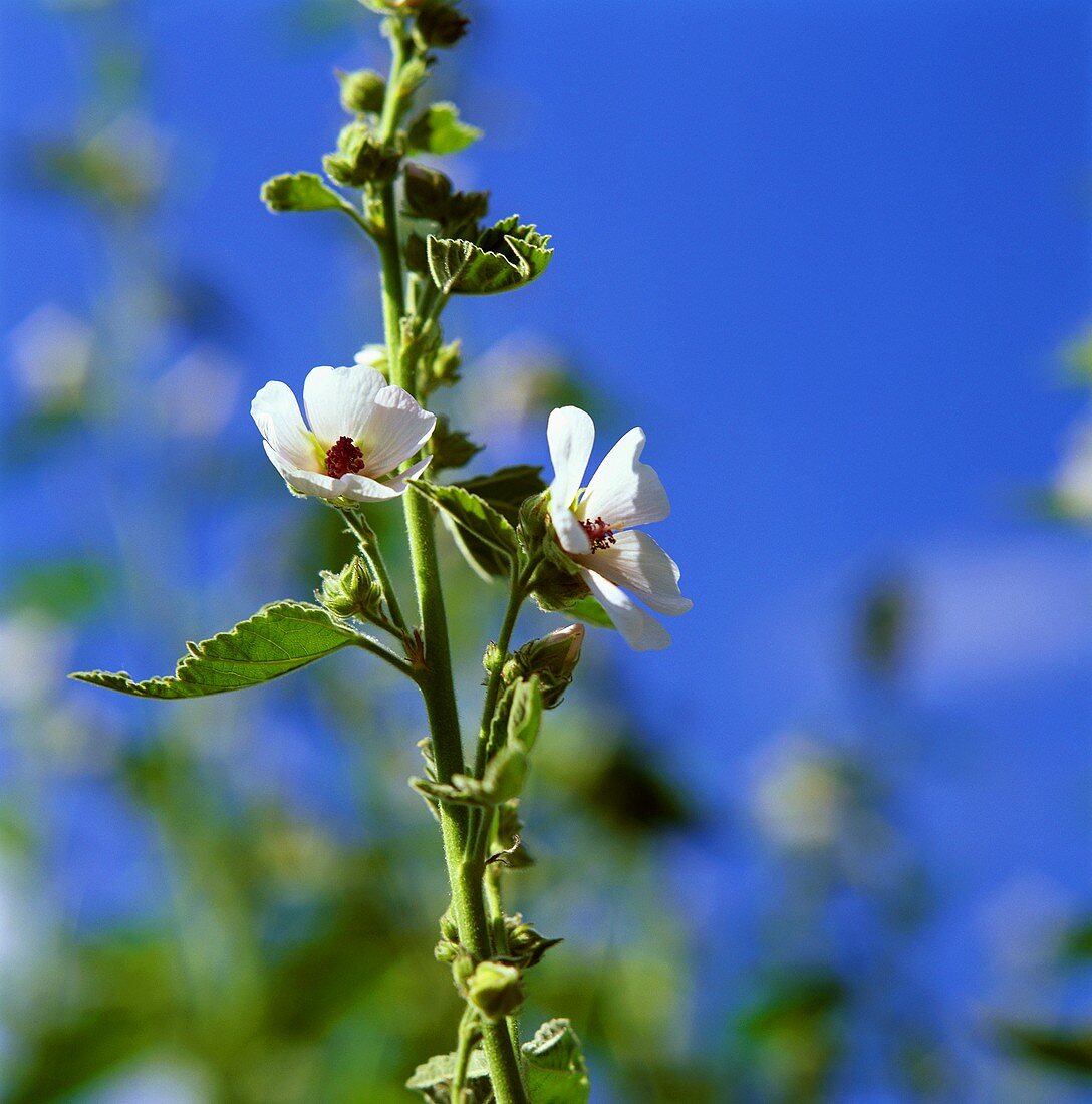 Blühender Eibisch vor blauem Himmel