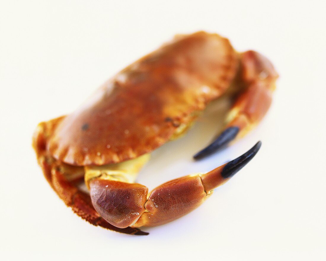 Crab, uncooked