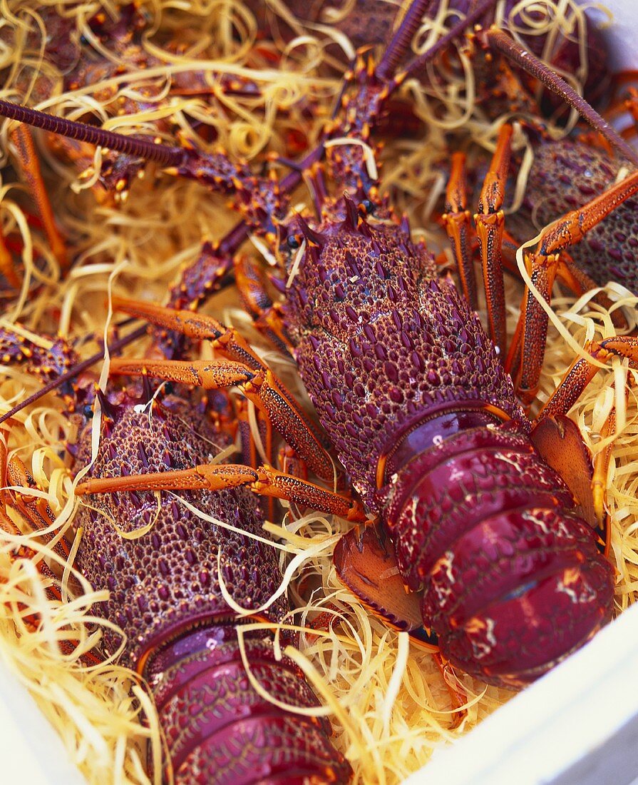 European spiny lobsters in crate