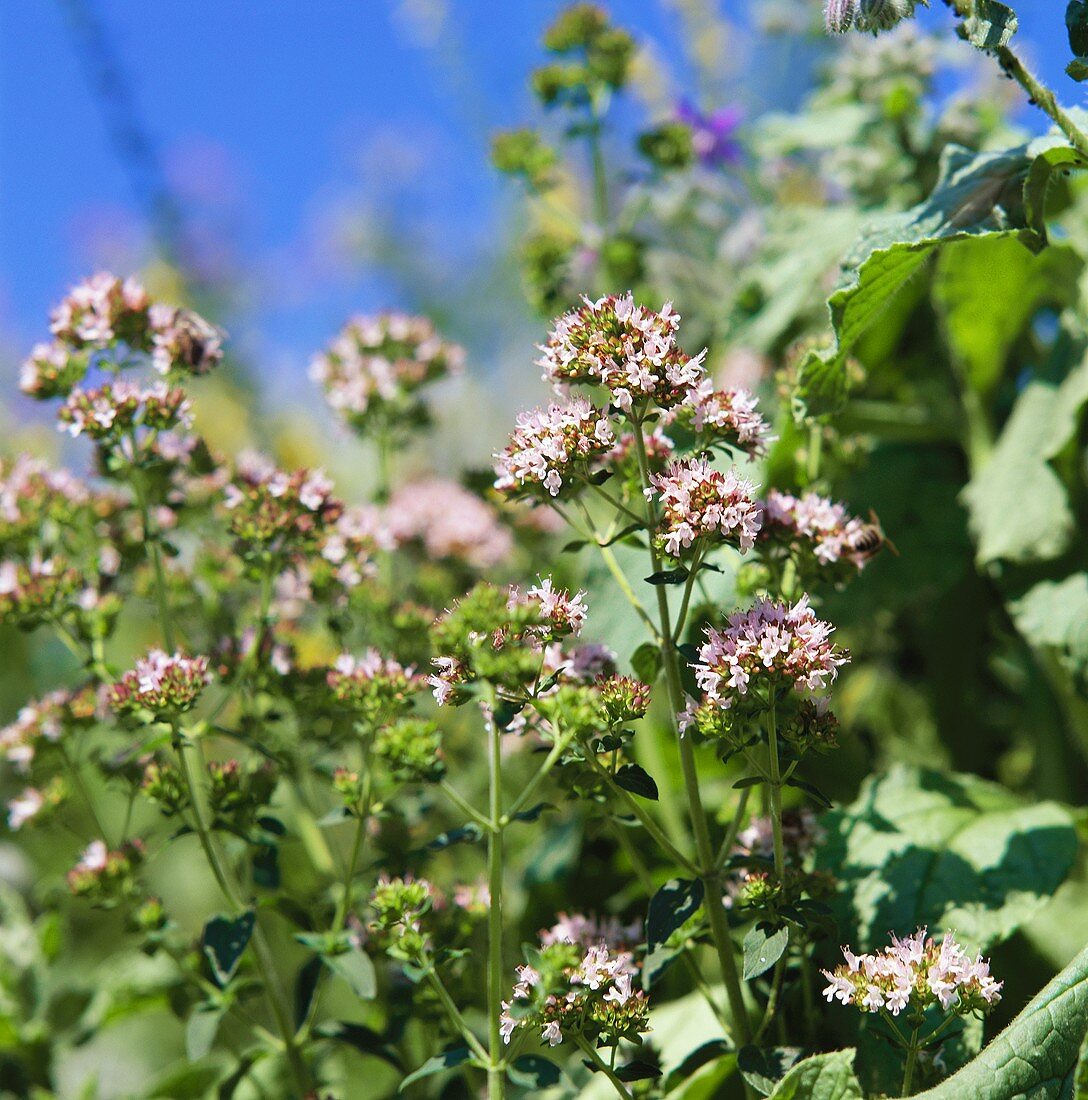 Blühender Oregano im Freien