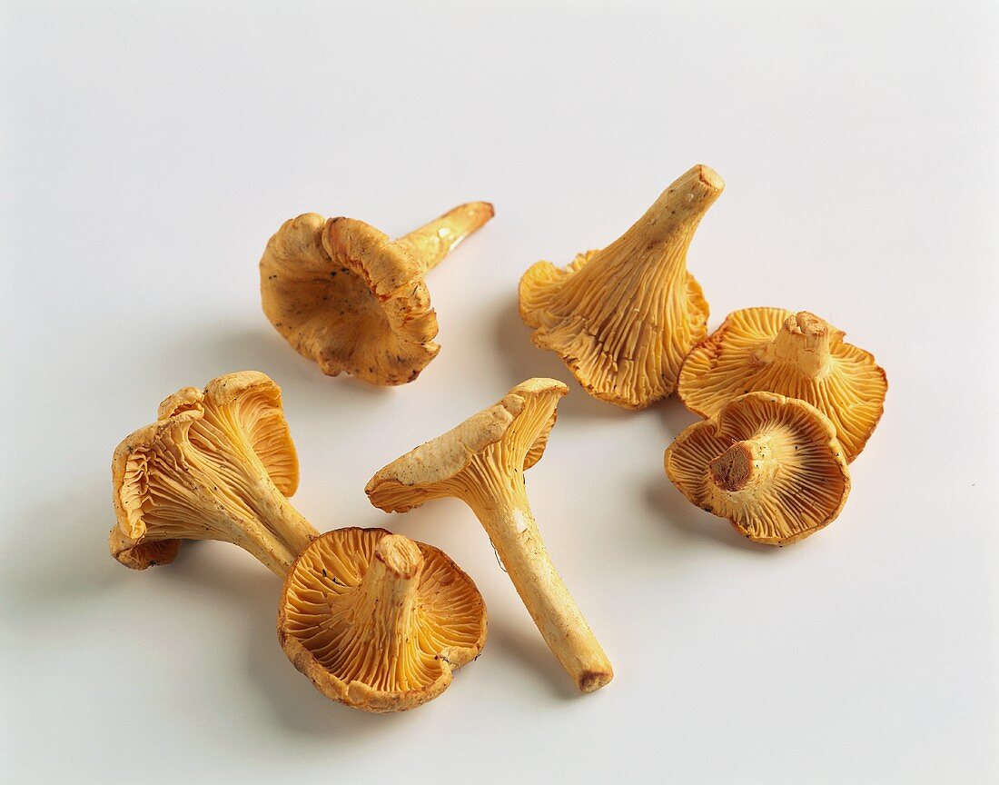 Fresh chanterelles