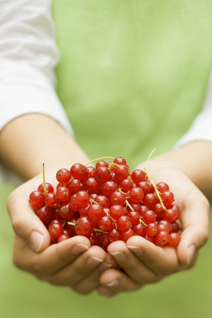 Hände halten frische rote Johannisbeeren