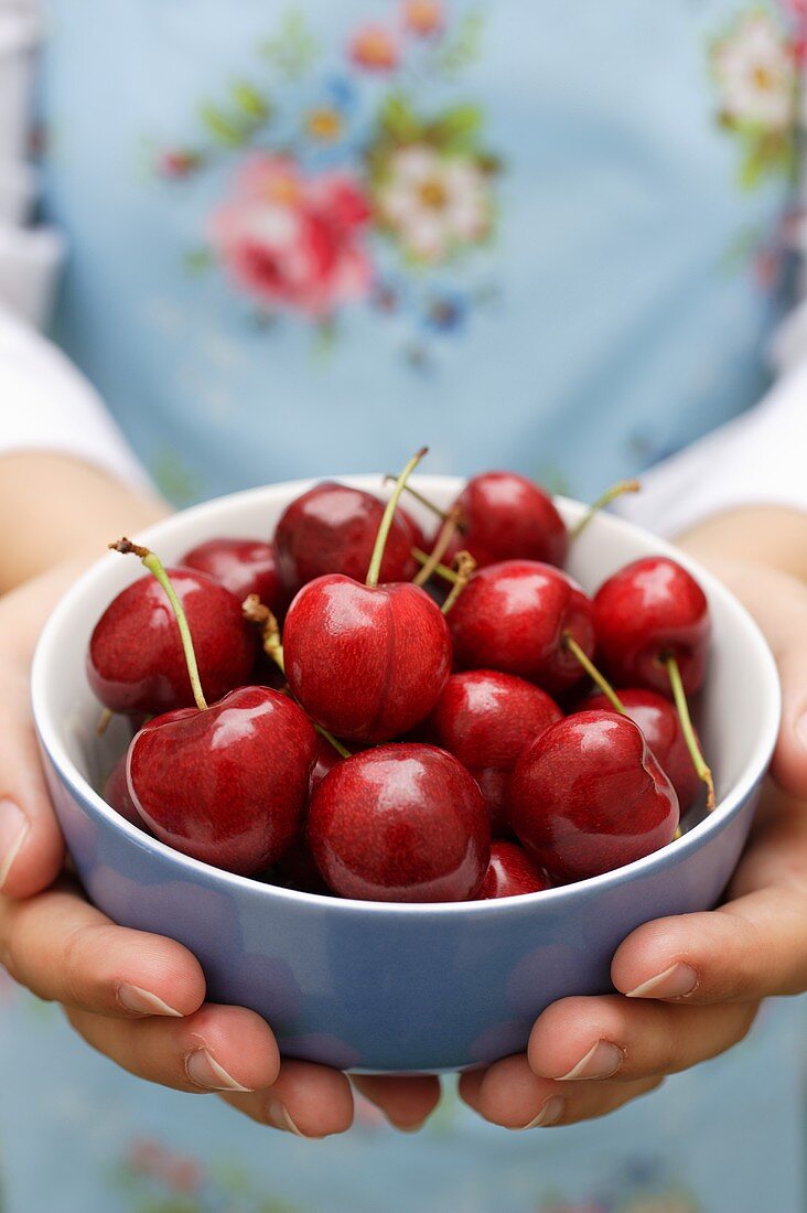 Hands holding bowl of fresh cherries