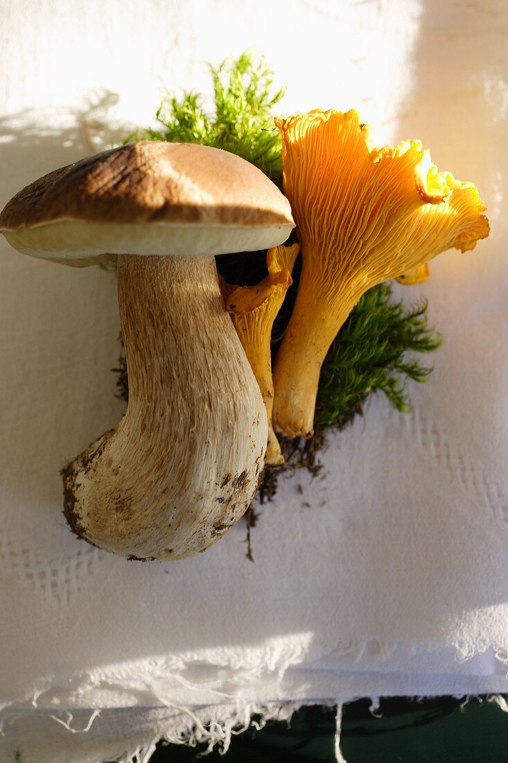 Two chanterelles and a cep lying on a cloth