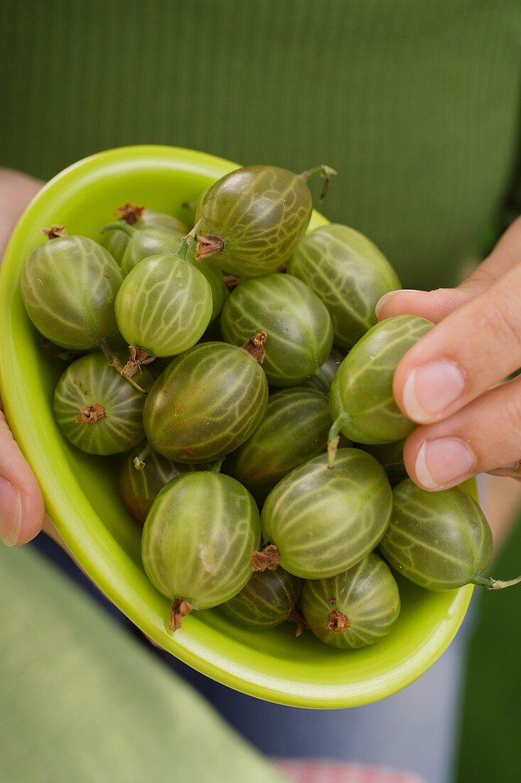 Hände halten kleine grüne Schale mit Stachelbeeren