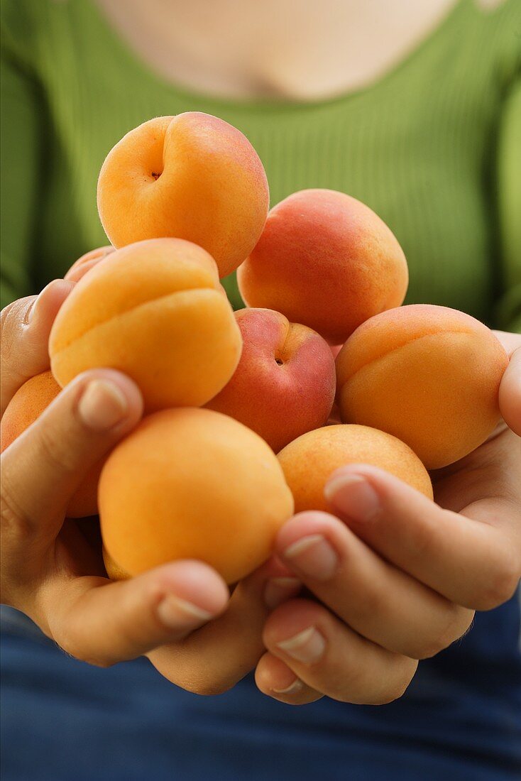 Hände halten frische Aprikosen
