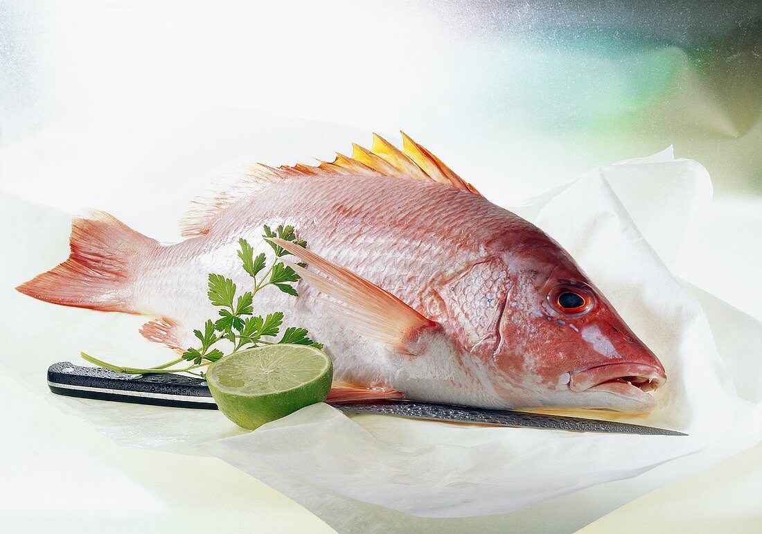 Red Snapper mit Messer und Limette auf Papier