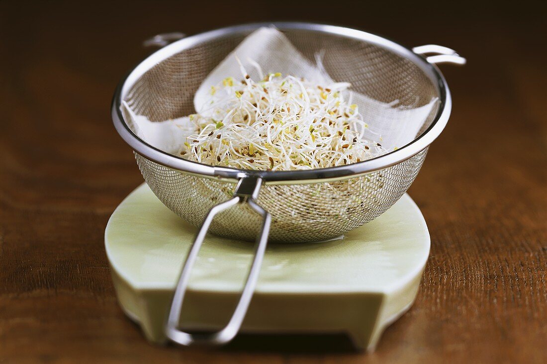 Alfalfa sprouts in sieve