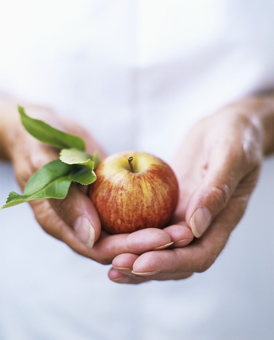 Hände halten einen Apfel mit Blättern