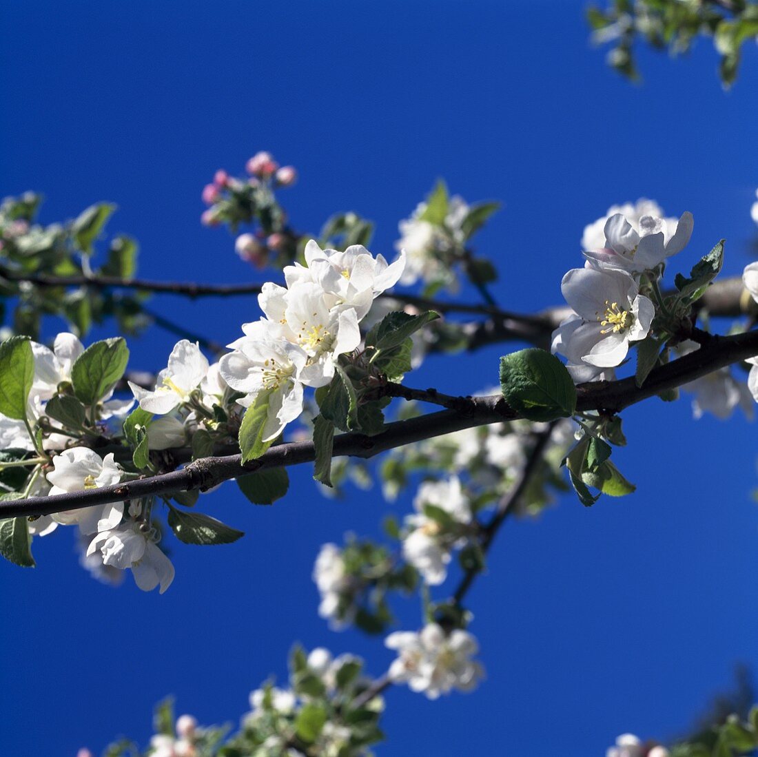 Apple blossom on the tree