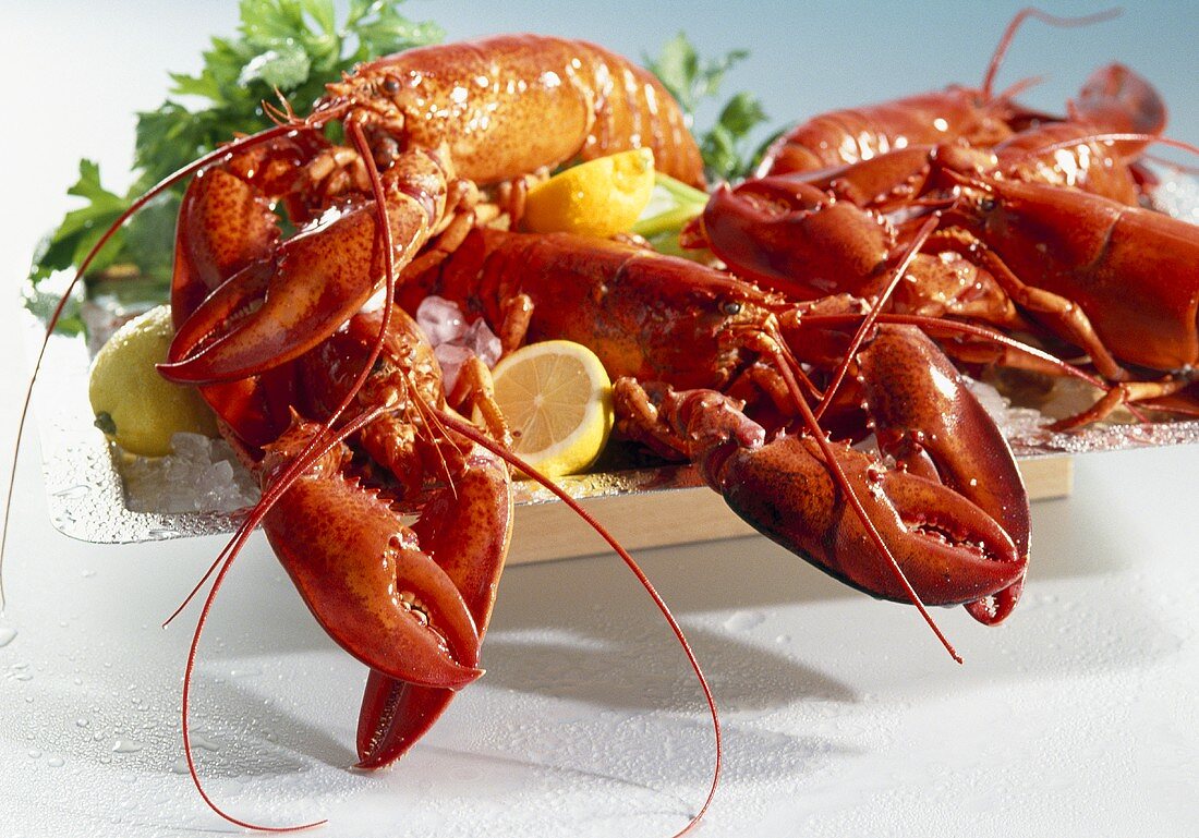 American lobster, cooked