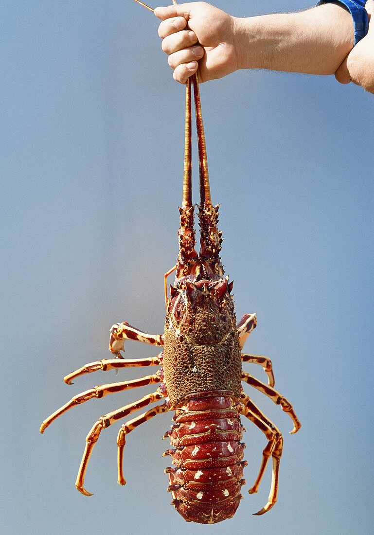 Spiny lobster (Ireland)