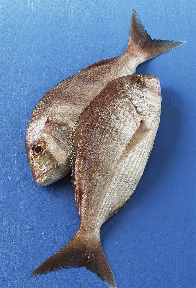 Sea bream