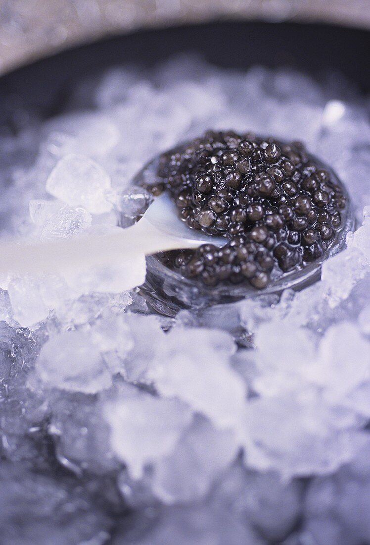 Schwarzer Kaviar auf Eis