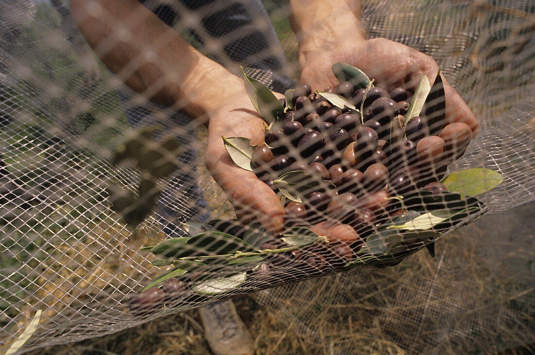 Olive harvest: collecting olives out of net (Liguria, Italy)