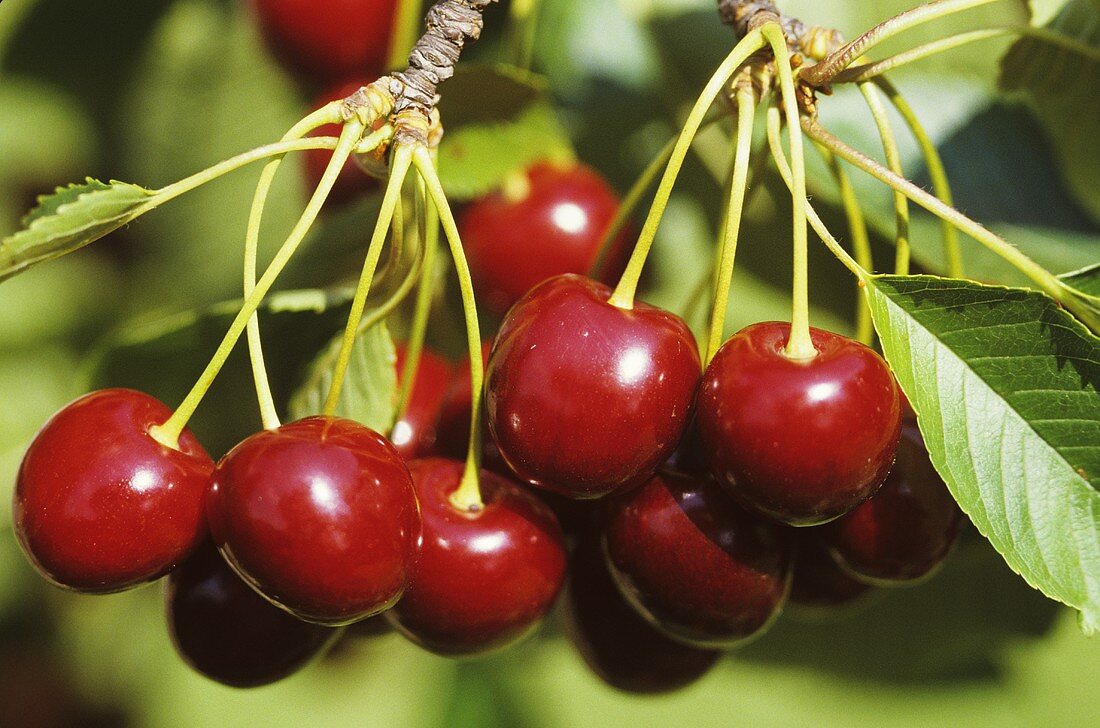 Cherries on the tree