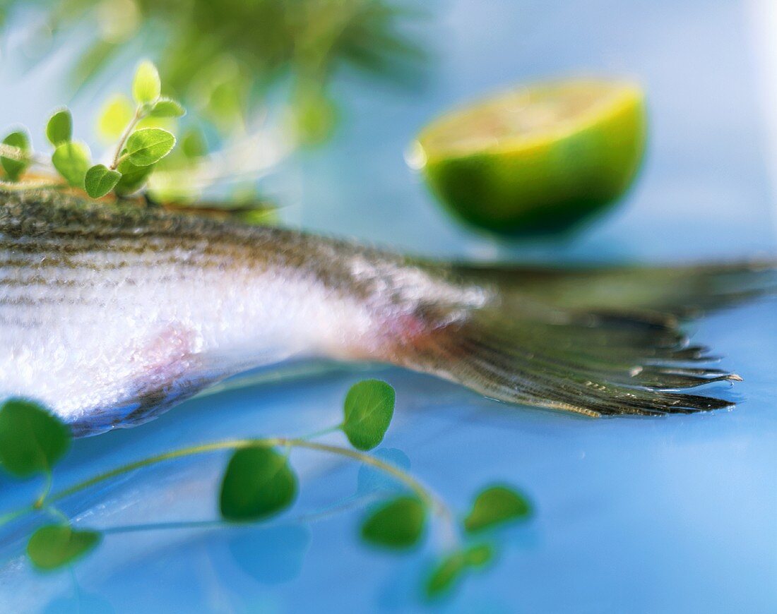 Fischschwanz mit Kräutern und Limette