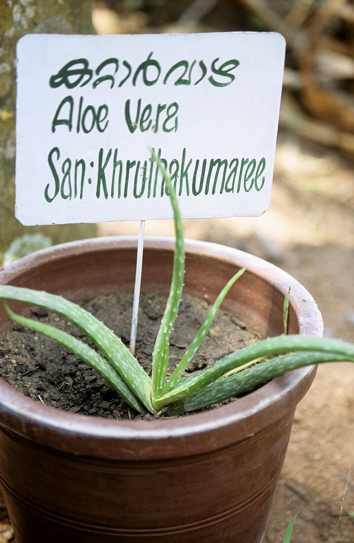 Aloe Vera im Blumentopf